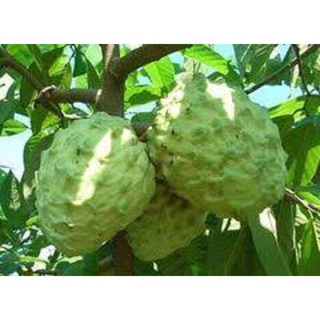 CÂY GIỐNG NA ĐÀI LOAN (NA DỨA)