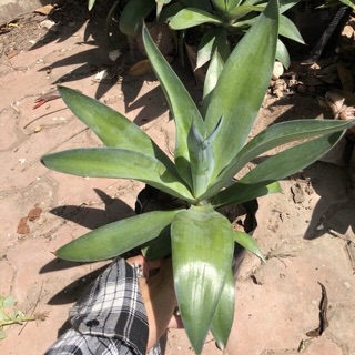 Cây Ngọc giá / dứa Ngọc giá