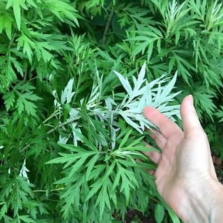 05 Cây Ngải Cứu ( Bầu ổn định)