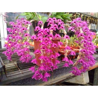 hoa lan trầm tím rừng lào