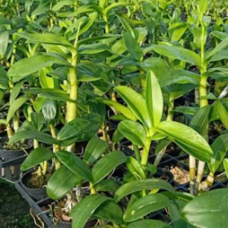 Hoa lan denro màu trắng tím