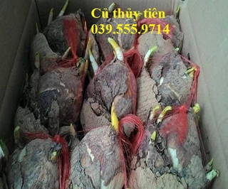 CỦ HOA THỦY TIÊN size lớn  - Hoa chơi tết