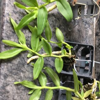 Phi Điệp Trắng Đột Biến