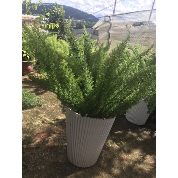 Chậu cứng Asparagus densiflorus