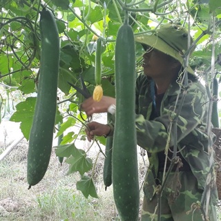 Hạt giống Bí Sặt Cao Sản TN