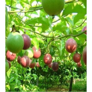 Hạt giống Chanh leo tím ( chang dây tím ) - 1 gói 20 hạt