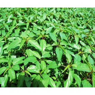 HẠT GIỐNG RAU ĐAY XANH