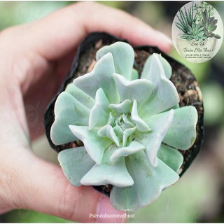 SEN ĐÁ HOA CÚC 🧚[SIÊU ĐẸP]🧚 - SEN ĐÁ BUÔN MA THUỘT