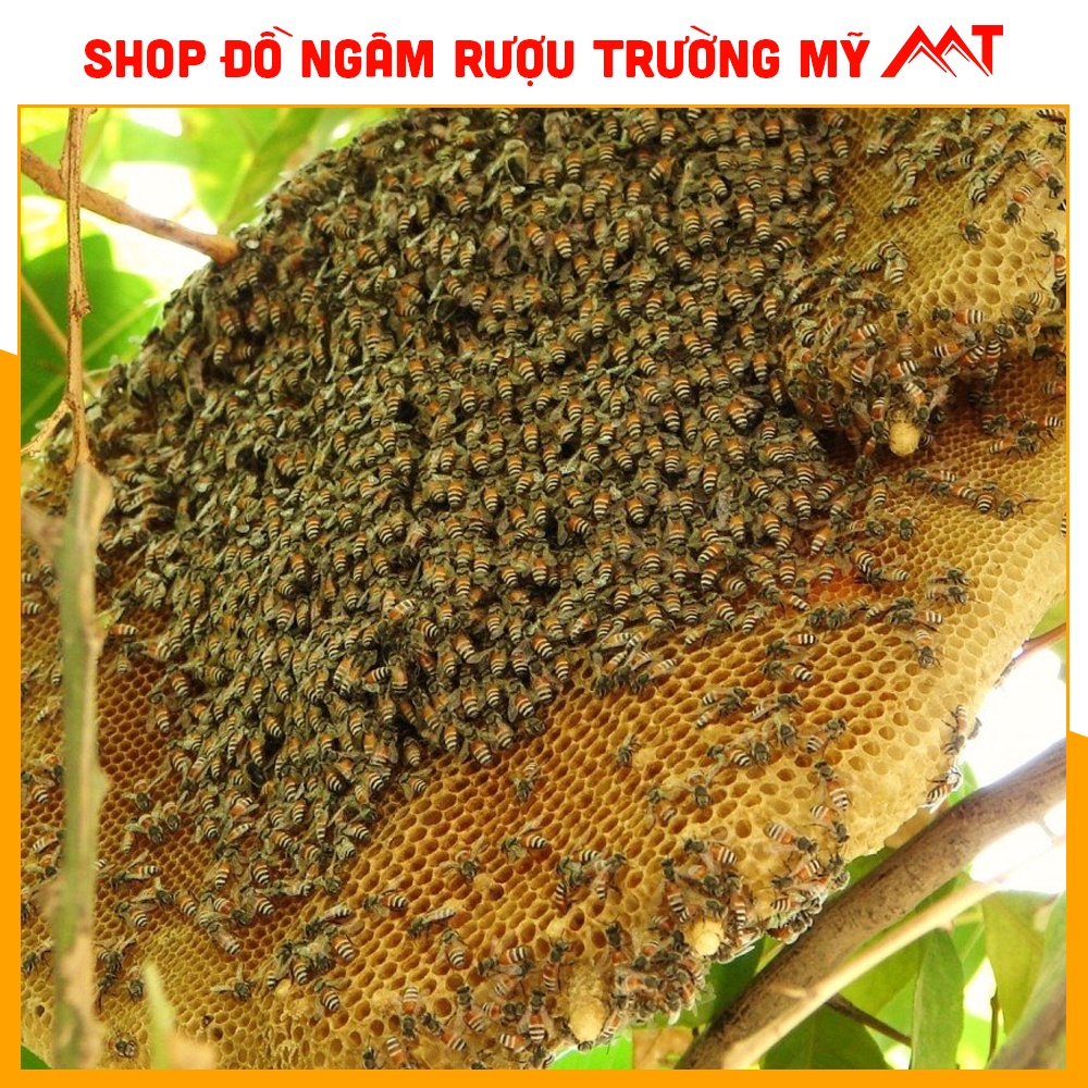 01Lít mật ong khoái rừng Tây Bắc - nguyên chất - chất lượng cao