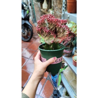 🌱 Xương rồng vạn lý trường thành màu đỏ siêu xinh