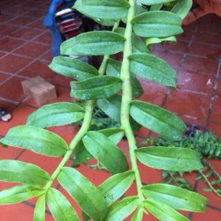 PHI ĐIỆP LAI