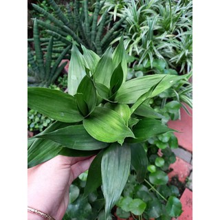 🍀🍃 Chậu phát tài búp sen 🍀🍃