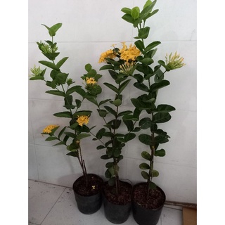 mẫu đơn pháp vàng 1 cốt