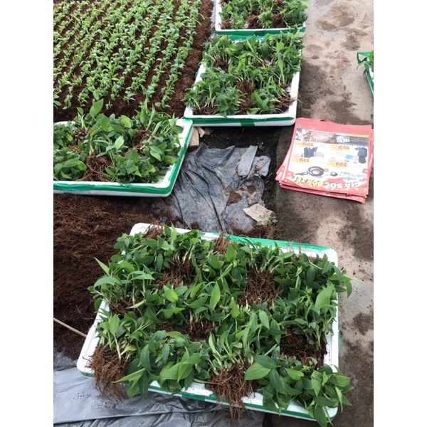 100 CÂY CHUỐI GIÀ NAM MỸ GIÂM XƠ DỪA(CÂY NHỔ MẠ)