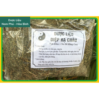 1KG Diệp Hạ Châu - Chó đẻ răng cưa giá sỉ khô sạch đẹp