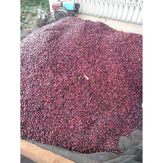 [DEN COFFEE] 1KG cà phê nhân xanh (RO sẻ) Daklak