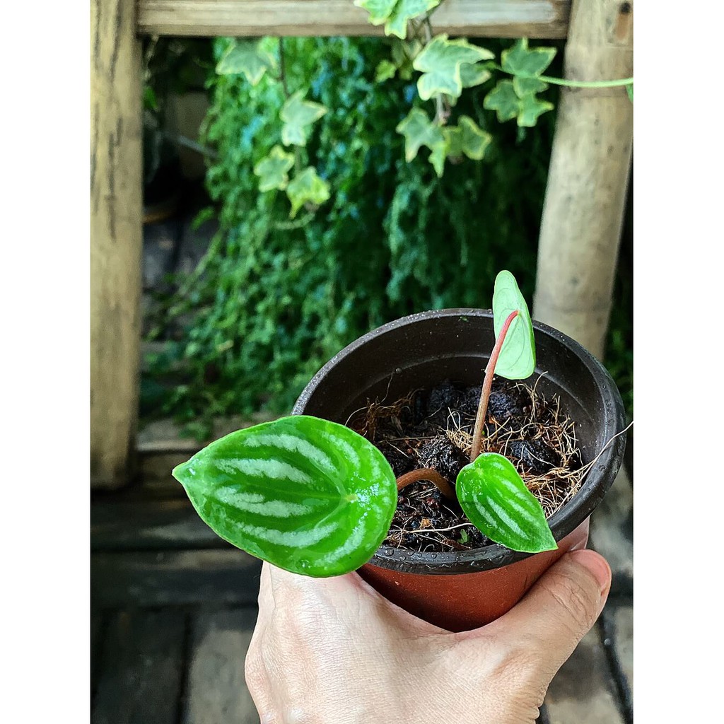 Cây Peperomia argyreia Watermelon (Cây Lá Dưa Hấu) chậu nhựa