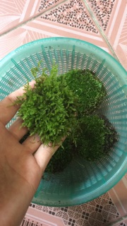 Rêu ươm sẵn