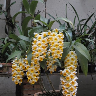 lan kiều vàng ( thuỷ tiên vàng ) bán theo kg