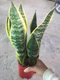 LƯỠI HỔ THÁI CHẬU 3 CÂY