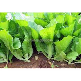 HẠT GIỐNG CẢI BẸ ĐÔNG DƯ