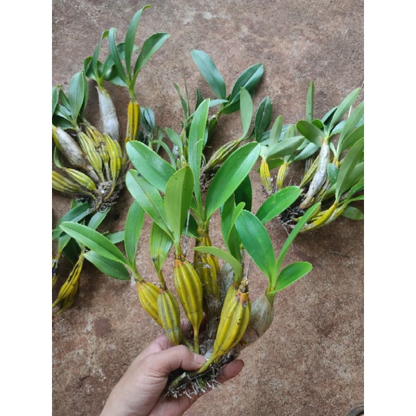 1 bó lan sơn thủy tiên