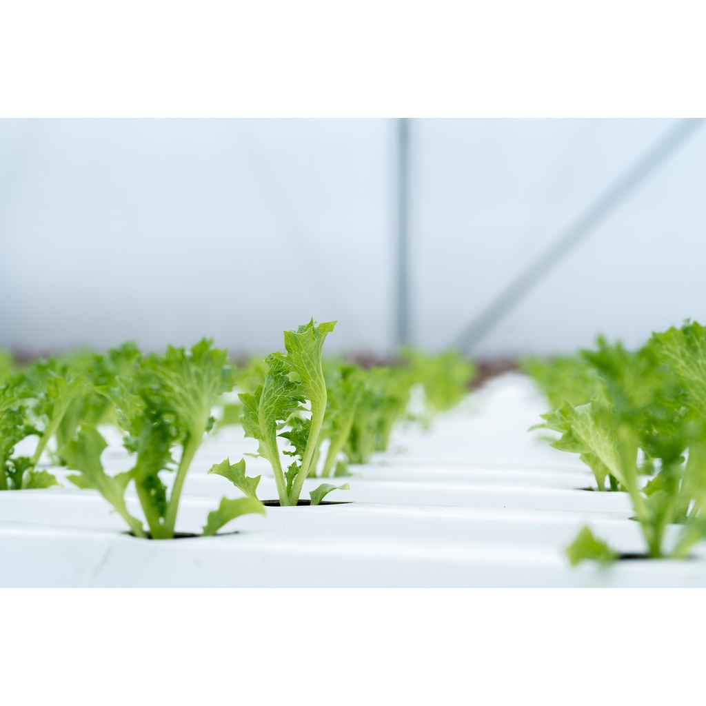 ATP Farm - Dinh dưỡng thủy canh cho rau ăn lá - 2L ISRAEL