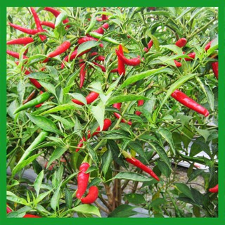 Hạt giống Ớt Chỉ Thiên