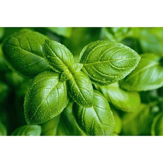 Hạt giống húng tây Sweet basil 150 hạt