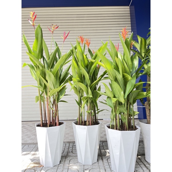 Phân Hữu Cơ Viên Nén Đậm Đặc ÚC DYNAMIC BB xanh