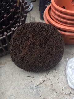 Dớn đĩa trồng Lan 20x20cm