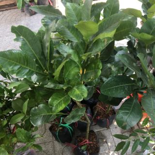Cây 🌲 Bưởi Long ( siêu sớm) xưa