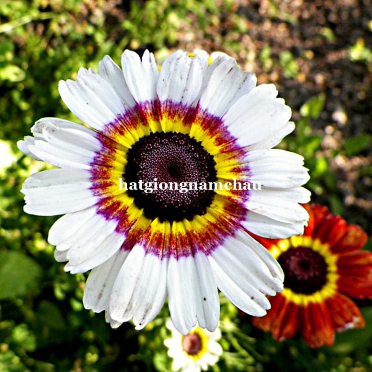 100H - HẠT GIỐNG HOA CÚC CHI MIX MÀU nhập khẩu Đức