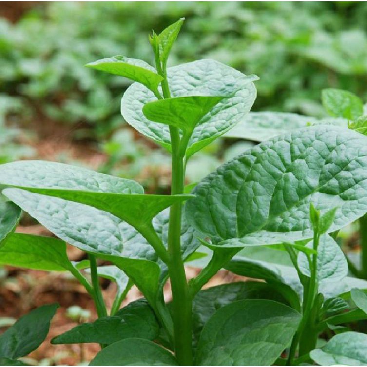 Hạt giống rau mồng tơi xanh gói 20gram/gói