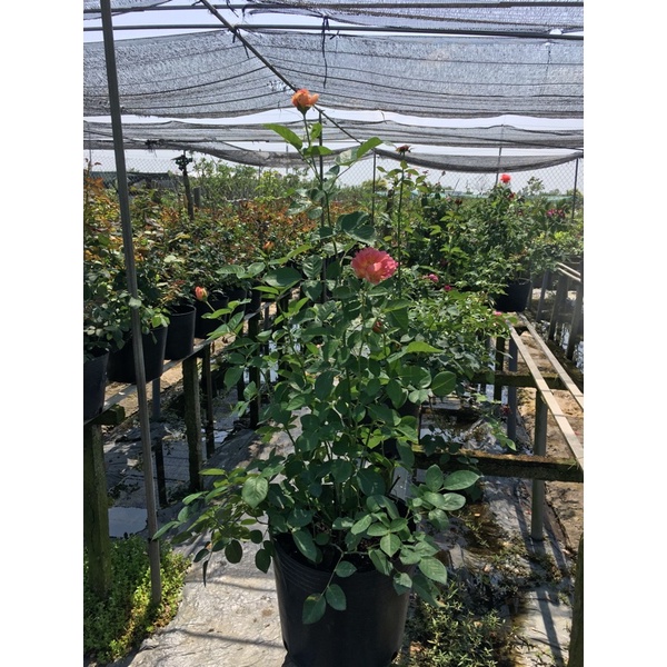 Hồng Pháp La Parisience