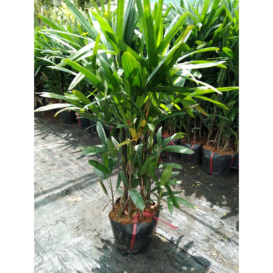 Cây mật cật 80-90cm(chỉ giao hỏa tốc HCM)