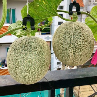 HẠT GIỐNG DƯA LƯỚI