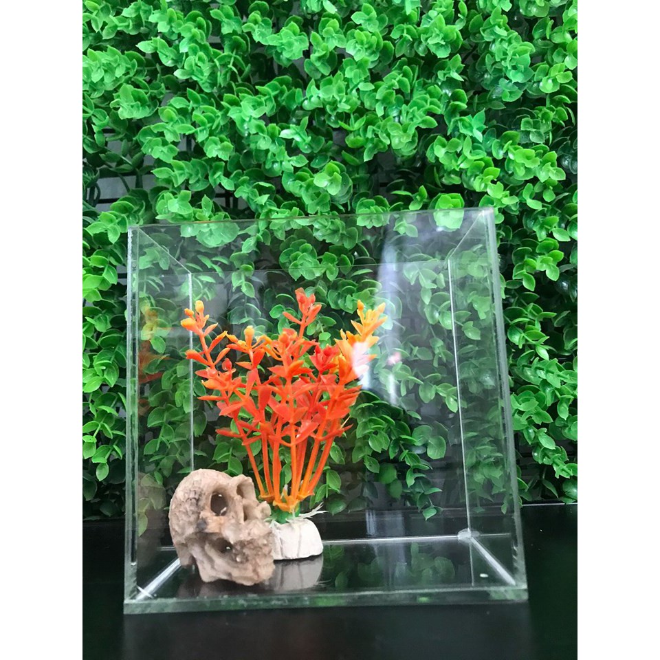 Hồ show cá siêu trong/ keo show Guppy Betta/ bể mini acrylic nhiều kích thước