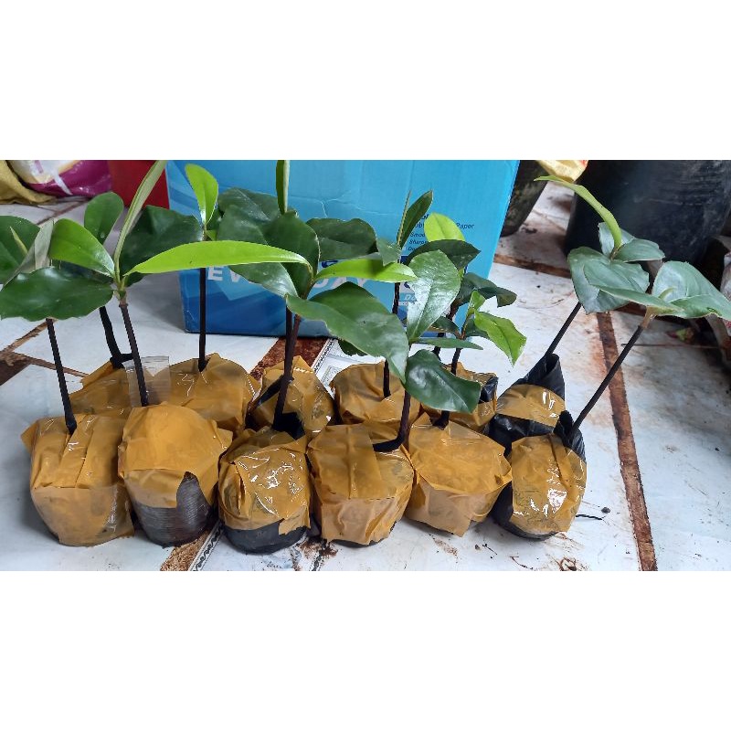 Combo 6 cây hồng nhung Sóc Trăng 4 lá