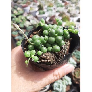 SEN ĐÁ GIỌT NƯỚC🌵SIZE6CM🌵SEN ĐÀ LAT🌵THUẤN SỨ NÓNG🌵FREESHIP🌵1 ĐỔI 1