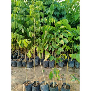 combo 5 cây giáng hương