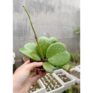 Cẩm cù lá tim xanh - Kerii