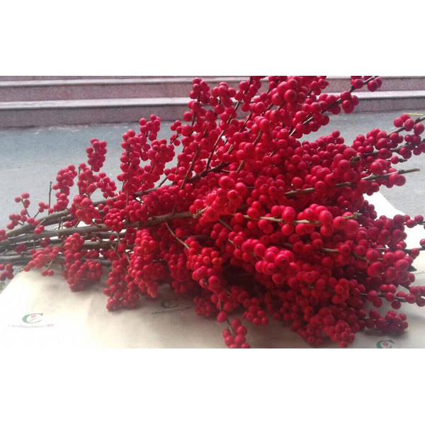 [Mã LIFEHL02 hoàn 10% xu đơn 50K] Hạt Giống Hoa Đông Đào Đỏ - Chưng Tết ĐẾN MÙA TRỒNG TẾT
