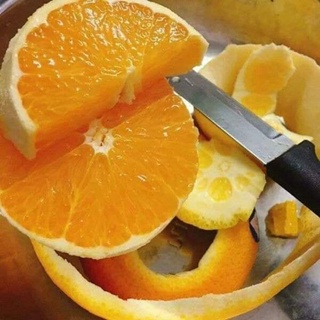 Cây giống cam mỹ navel (ra trái siêu sớm)