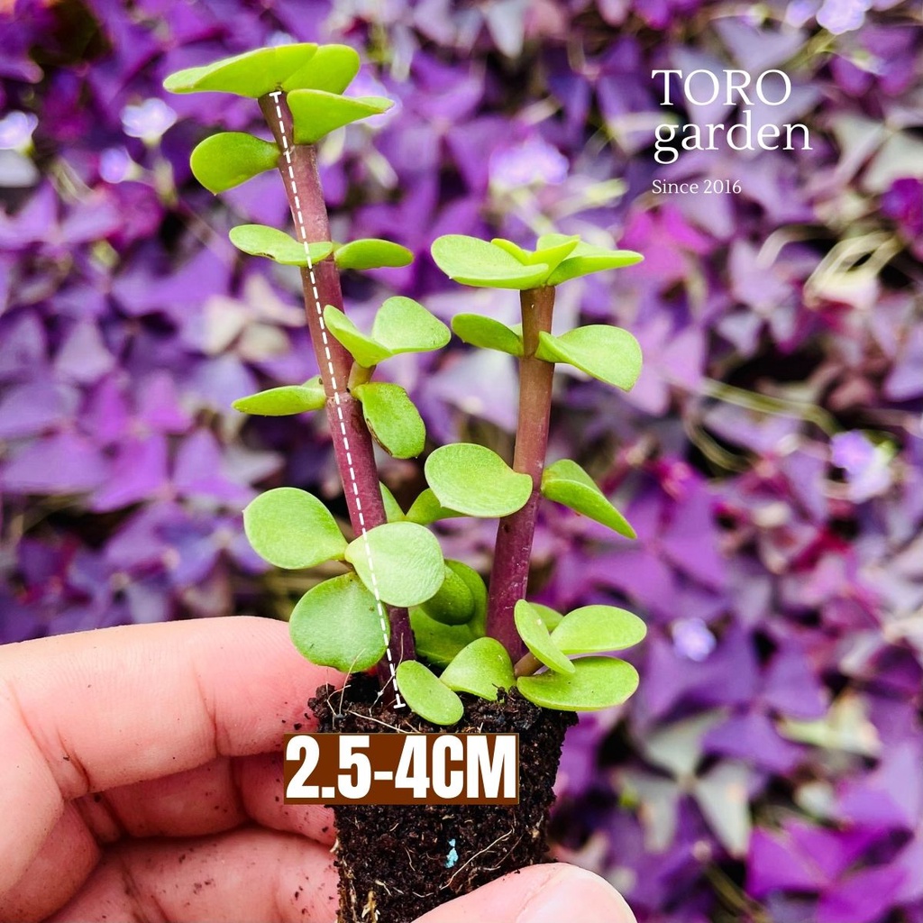 Sen đá đô la SONDA GARDEN size mini 2.5-4cm, xuất xứ Đà Lạt, khoẻ đẹp, lỗi 1 đổi 1