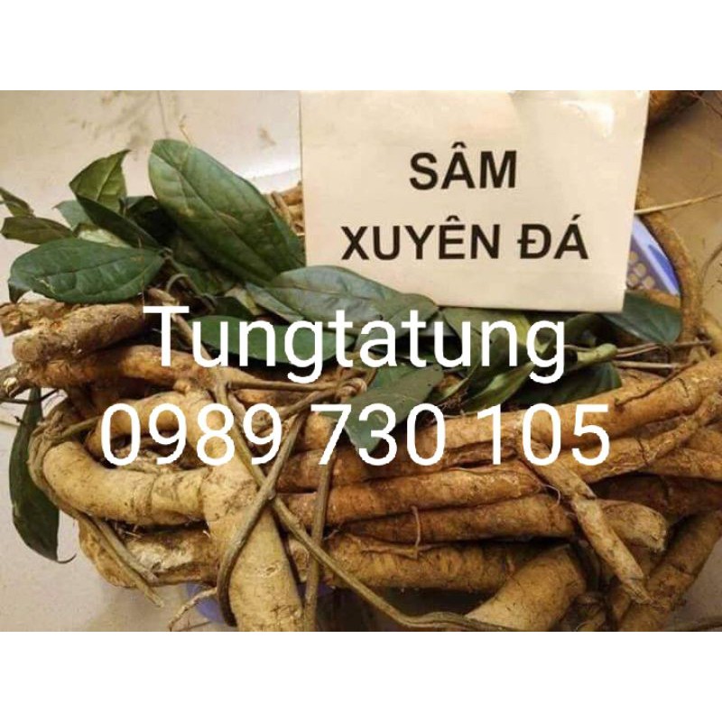 SÂM XUYÊN ĐÁ HÀ GIANG 1KG HÀNG RỄ