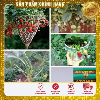 BỘ 2 gói hạt giống dâu tây đỏ + dâu tây kem + 1 gói kích mầm