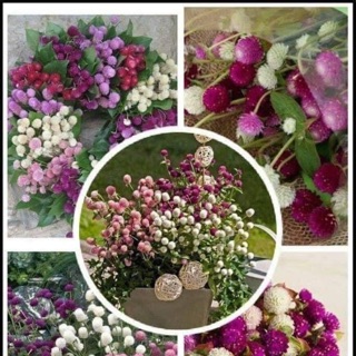 Hạt giống cúc bách Nhật mix màu (100 hạt)