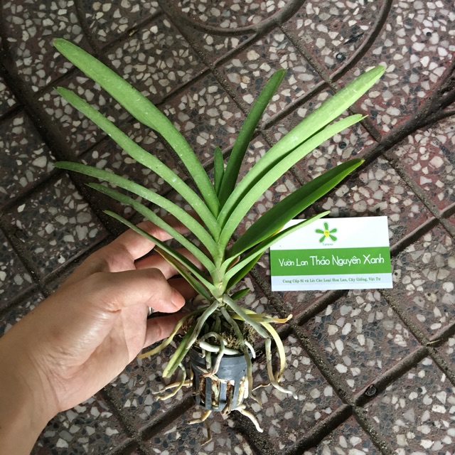 Vanda cây cỡ trung