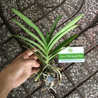 Vanda cây cỡ trung